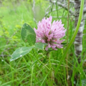 Photographie n°133093 du taxon Trifolium pratense L. [1753]