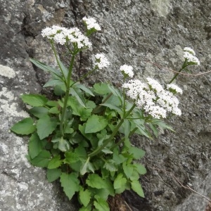 Photographie n°133117 du taxon Valeriana tripteris L.