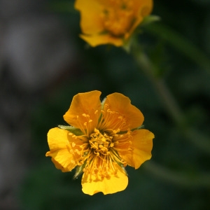 Photographie n°133162 du taxon Geum sylvaticum Pourr. [1788]