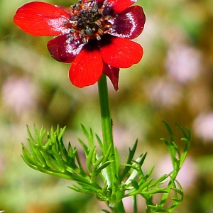 Photographie n°133166 du taxon Adonis annua L. [1753]