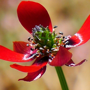 Photographie n°133167 du taxon Adonis annua L. [1753]