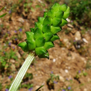 Photographie n°133169 du taxon Adonis annua L. [1753]