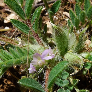 Photographie n°133173 du taxon Astragalus sesameus L. [1753]