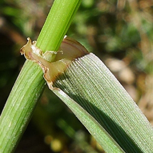 Photographie n°133178 du taxon Lolium rigidum Gaudin [1811]