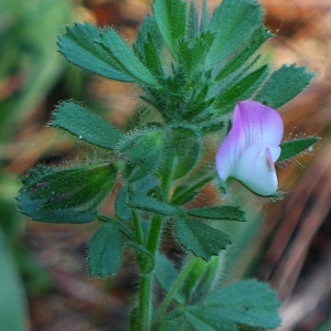 Photographie n°133180 du taxon Ononis reclinata L. [1763]