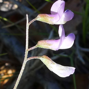  - Vicia tetrasperma subsp. gracilis (Lois.) Hook.f. [1870]