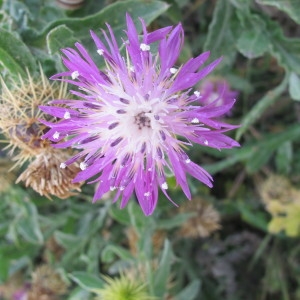 Centaurea seridis L.