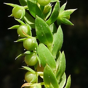  - Asterolinon linum-stellatum (L.) Duby [1844]