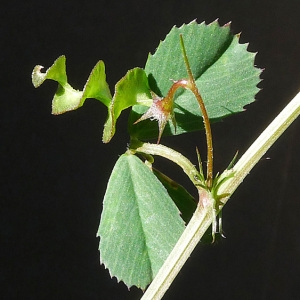 Photographie n°133305 du taxon Medicago orbicularis (L.) Bartal. [1776]