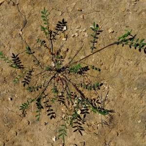 Photographie n°133308 du taxon Onobrychis caput-galli (L.) Lam. [1779]