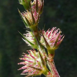 Photographie n°133311 du taxon Onobrychis caput-galli (L.) Lam. [1779]