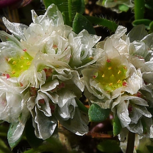 Paronychia argentea Lam. (Paronyque argentée)