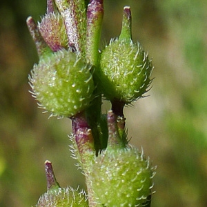 Myagrum hispanicum L. (Rapistre)