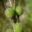  Bertrand BUI - Rapistrum rugosum subsp. linnaeanum Rouy & Foucaud [1895]