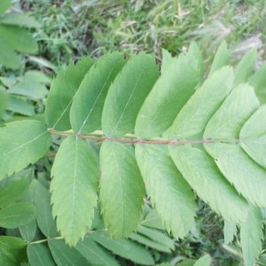 Photographie n°133332 du taxon Sorbus domestica L. [1753]