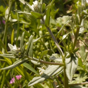 Photographie n°133389 du taxon Lithospermum officinale L. [1753]