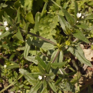 Photographie n°133390 du taxon Lithospermum officinale L. [1753]