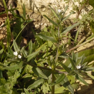 Photographie n°133391 du taxon Lithospermum officinale L. [1753]