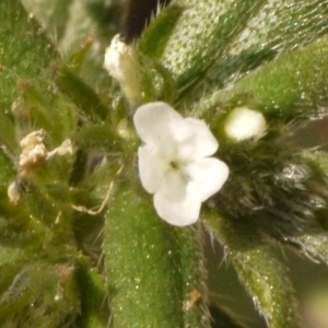 Photographie n°133394 du taxon Lithospermum officinale L. [1753]