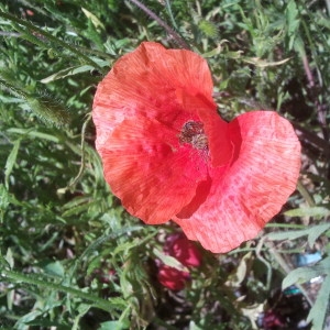 Photographie n°133547 du taxon Papaver rhoeas L. [1753]