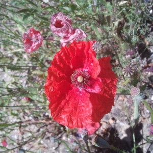 Photographie n°133549 du taxon Papaver rhoeas L. [1753]