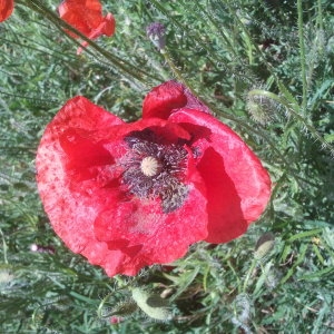 Photographie n°133550 du taxon Papaver rhoeas L. [1753]