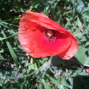 Photographie n°133552 du taxon Papaver rhoeas L. [1753]