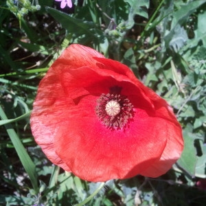 Photographie n°133553 du taxon Papaver rhoeas L. [1753]