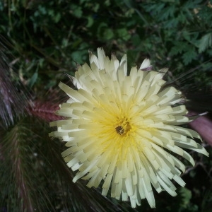 Photographie n°133554 du taxon Urospermum dalechampii (L.) Scop. ex F.W.Schmidt [1795]