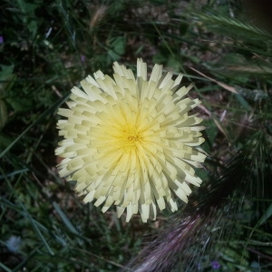 Photographie n°133555 du taxon Urospermum dalechampii (L.) Scop. ex F.W.Schmidt [1795]