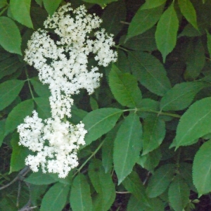 Photographie n°133591 du taxon Sambucus nigra L. [1753]