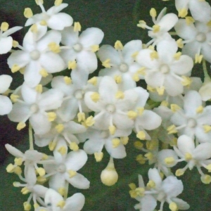 Photographie n°133593 du taxon Sambucus nigra L. [1753]