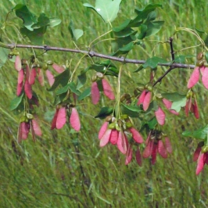 Photographie n°133604 du taxon Acer monspessulanum L.