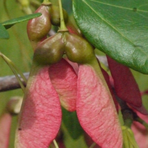 Photographie n°133605 du taxon Acer monspessulanum L.