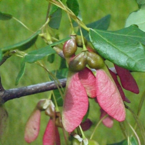 Photographie n°133606 du taxon Acer monspessulanum L.