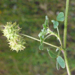 Photographie n°133609 du taxon Medicago rigidula (L.) All. [1785]