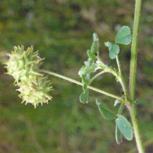 Photographie n°133610 du taxon Medicago rigidula (L.) All. [1785]