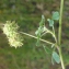  Liliane Roubaudi - Medicago rigidula (L.) All. [1785]