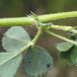 Photographie n°133612 du taxon Medicago rigidula (L.) All. [1785]