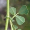  Liliane Roubaudi - Medicago rigidula (L.) All. [1785]