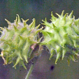 Photographie n°133614 du taxon Medicago rigidula (L.) All. [1785]