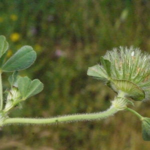 Photographie n°133616 du taxon Trifolium cherleri L. [1755]