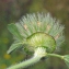  Liliane Roubaudi - Trifolium cherleri L. [1755]