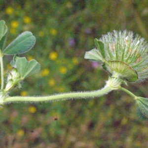 Photographie n°133624 du taxon Trifolium cherleri L. [1755]