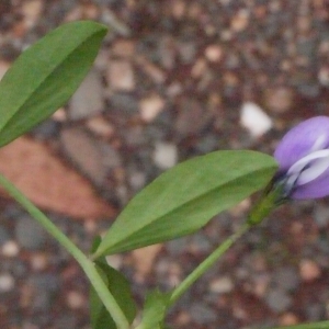 Photographie n°133638 du taxon Vicia bithynica (L.) L. [1759]