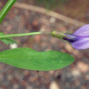 Photographie n°133639 du taxon Vicia bithynica (L.) L. [1759]