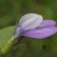  Liliane Roubaudi - Vicia bithynica (L.) L. [1759]