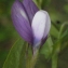  Liliane Roubaudi - Vicia bithynica (L.) L. [1759]