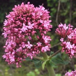 Photographie n°133651 du taxon Centranthus ruber (L.) DC.