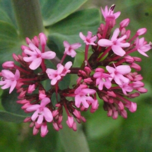 Photographie n°133652 du taxon Centranthus ruber (L.) DC.